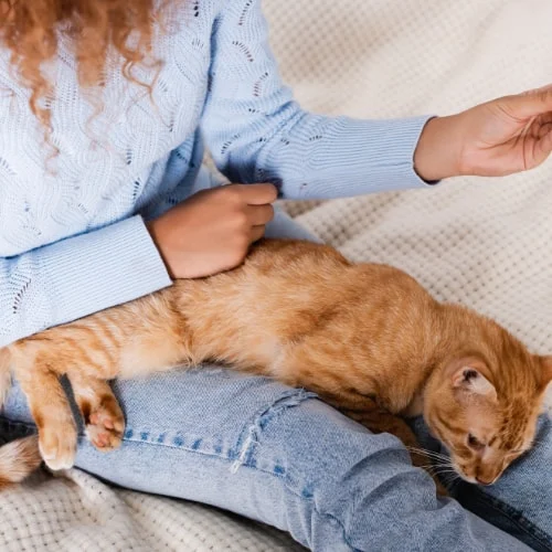 unwell cat