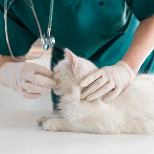 vet examining the cat