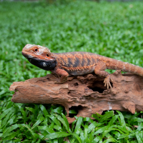 wild bearded dragon