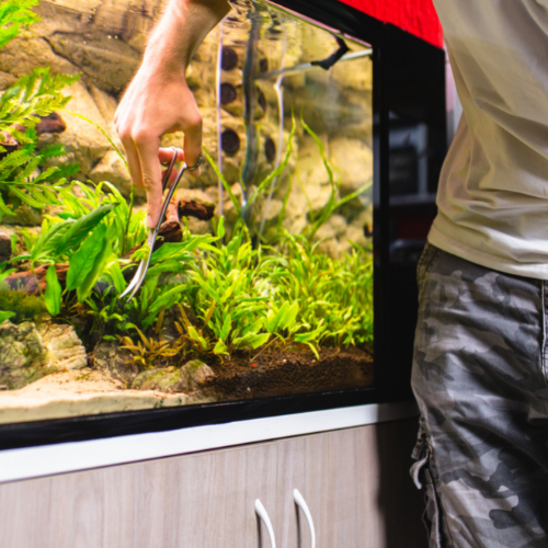 aquarium tank cleaning
