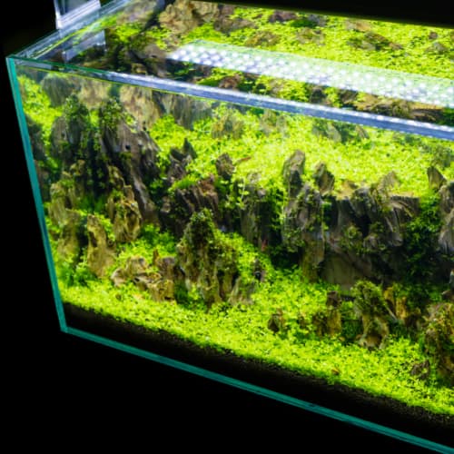 aquarium tank size