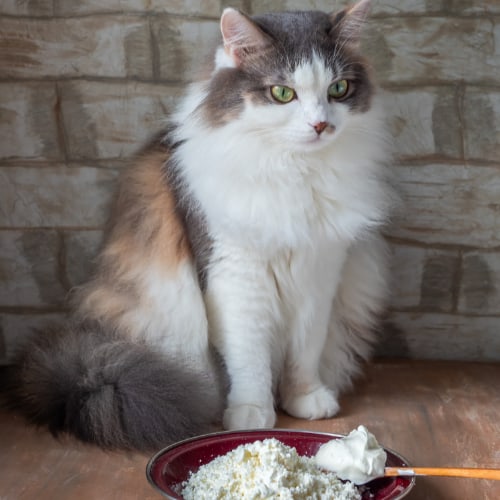 cat food with cream cheese