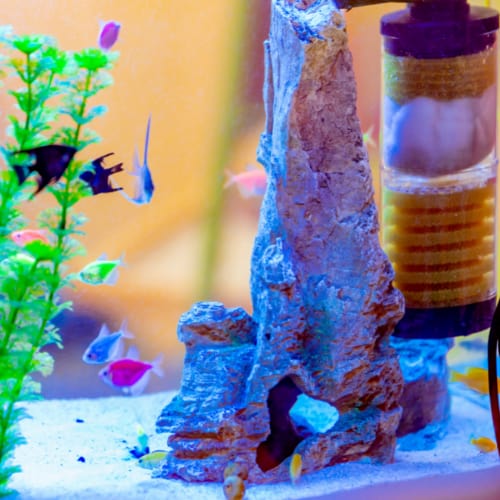 clean aquarium water