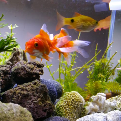 soften aquarium water