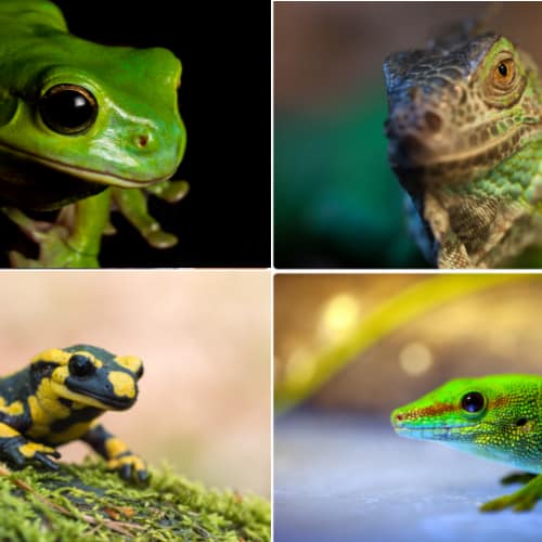 amphibians and reptiles