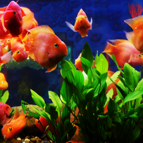 aquarium cost per fish