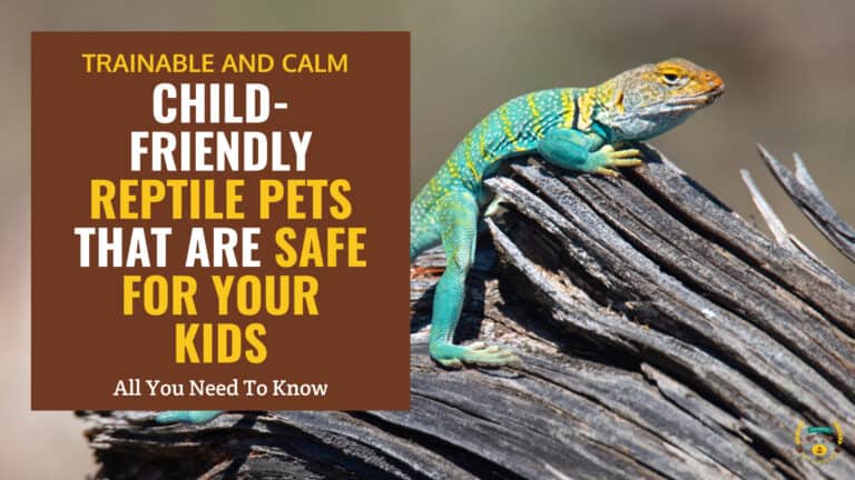 child friendly reptile pets that are safe for your kids