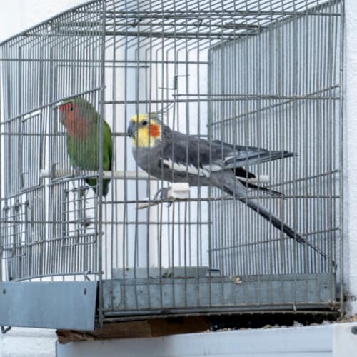 cockatiel in cage