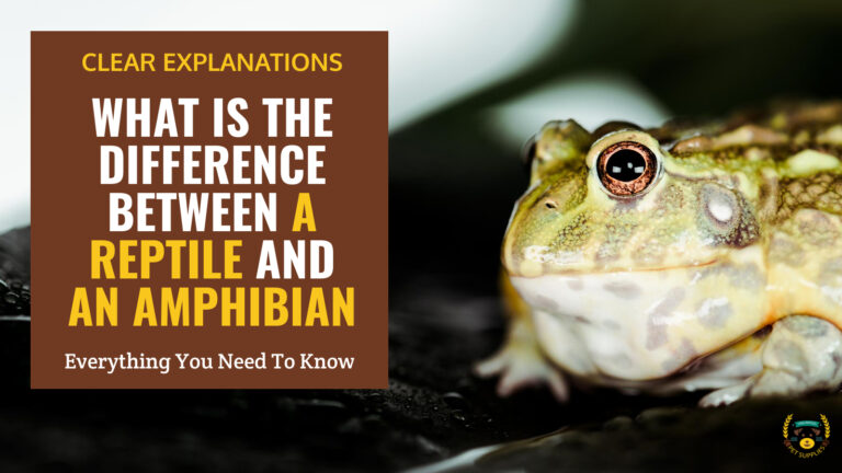 difference between a reptile and an amphibian