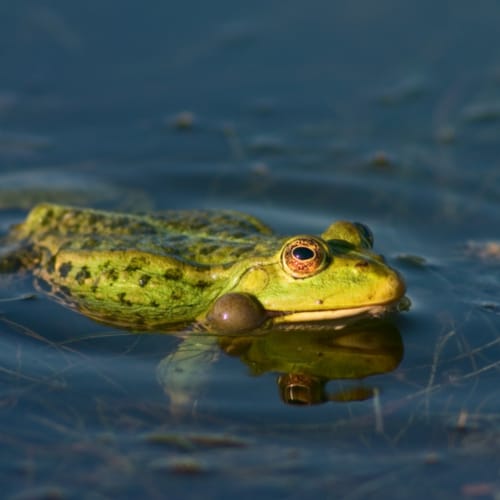 frog swimming