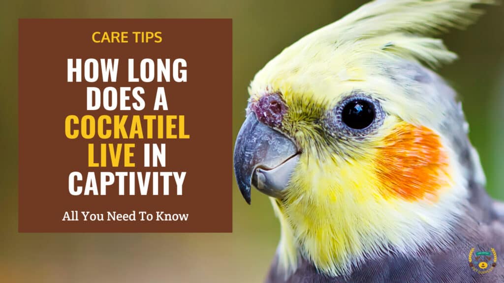 How Long Does a Cockatiel Live in Captivity?