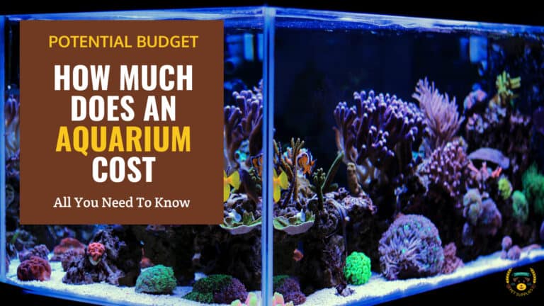 how much does an aquarium cost