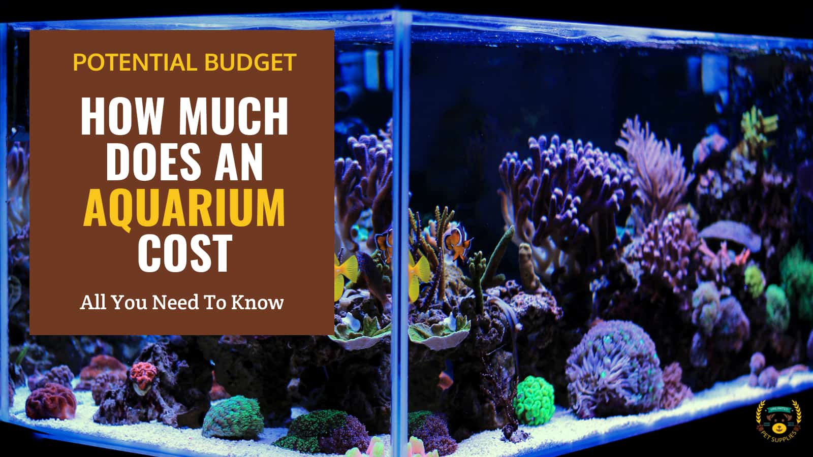 How Much Does an Aquarium Cost? 2024 Fish Tank Price Guide