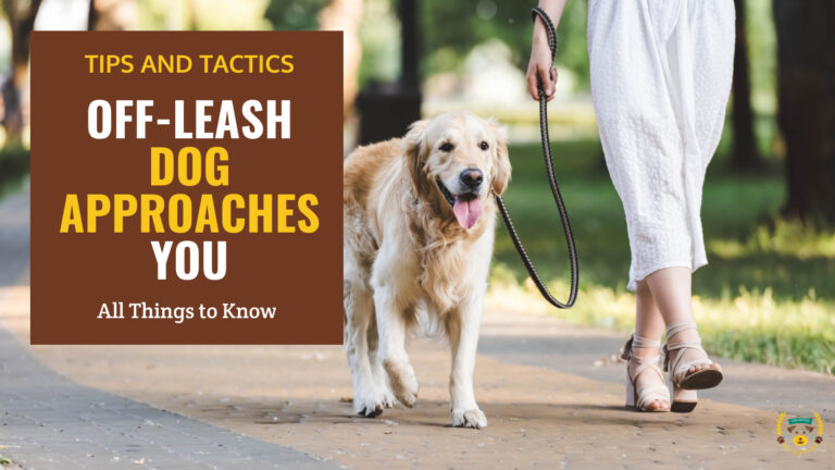 off leash dog approaches you