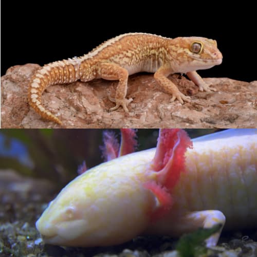 reptile and amphibian skin