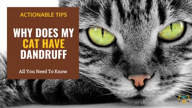 why does my cat have dandruff