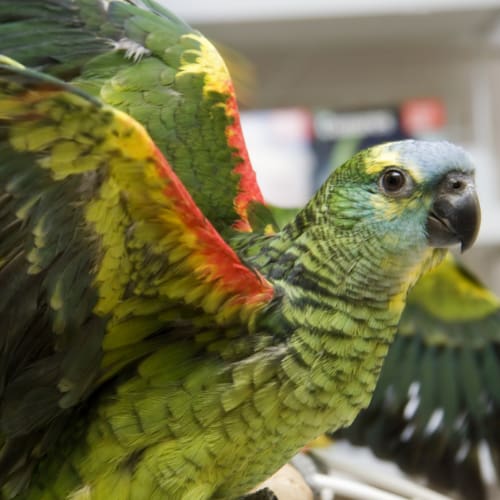 amazon parrot humidity benefits