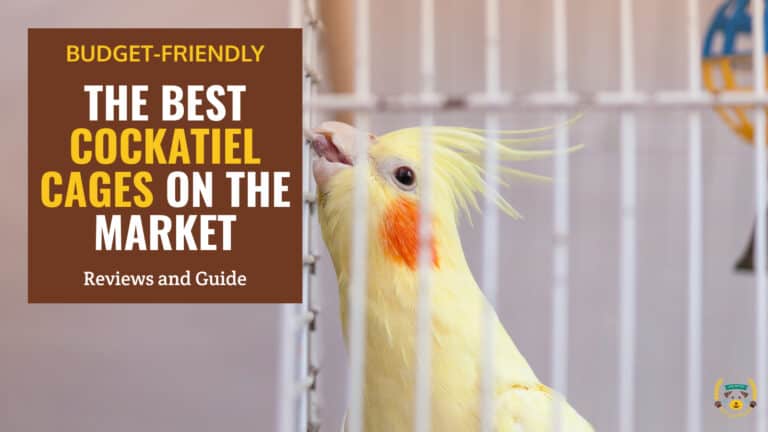 best cockatiel cages