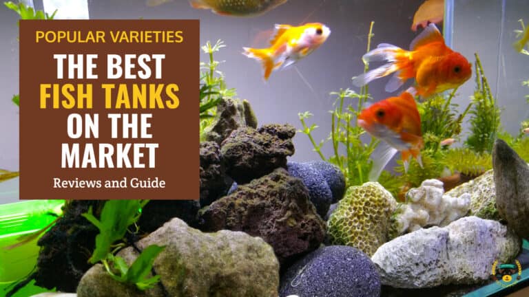 best fish tanks