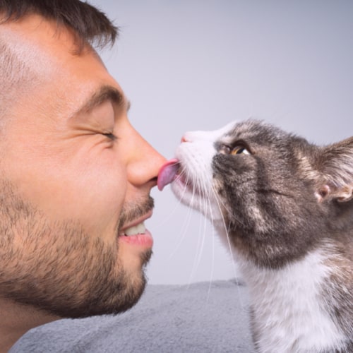 cat licking owner