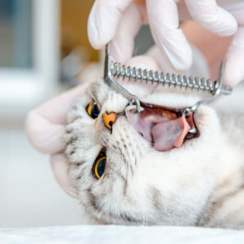 cat oral health problem