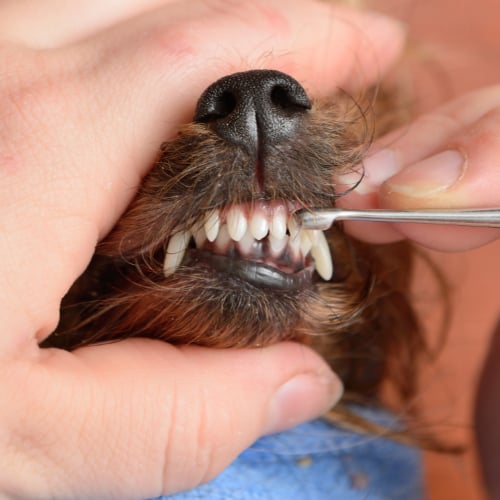 dog dental issues
