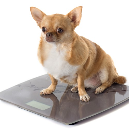 dog weight gain