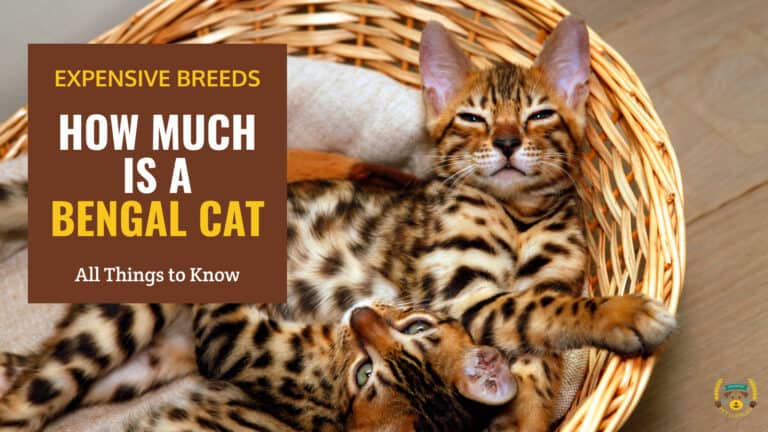 how much is a bengal cat