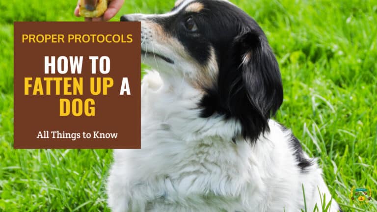 how to fatten up a dog