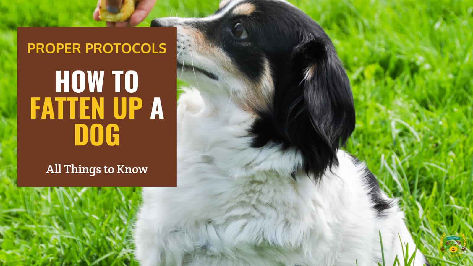 How To Fatten up A Dog? Pet Supplies Unlimited