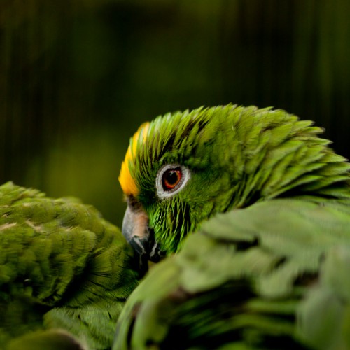 humidity effects to amazon parrot