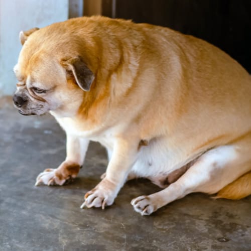 obese dog