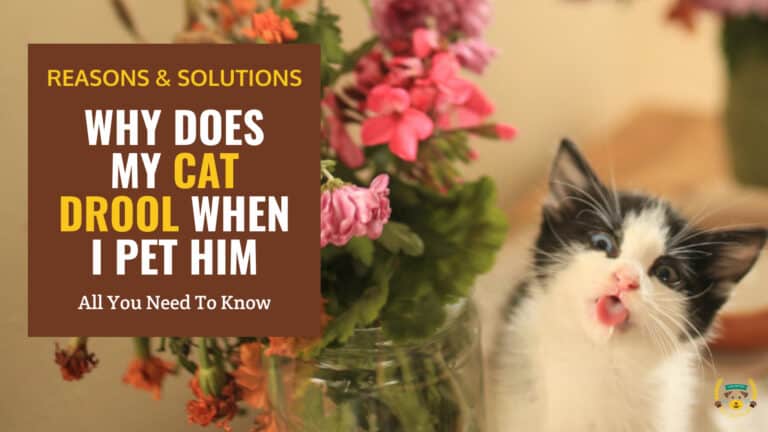 why does my cat drool when i pet him