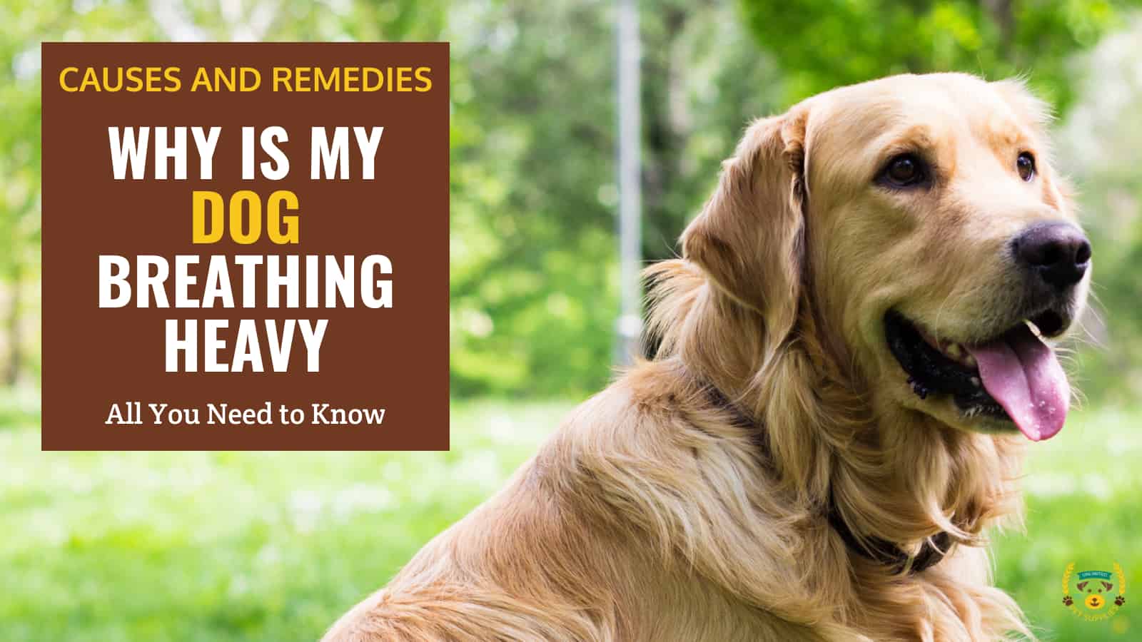 Why Is My Dog Breathing Heavy? Pet Supplies Unlimited