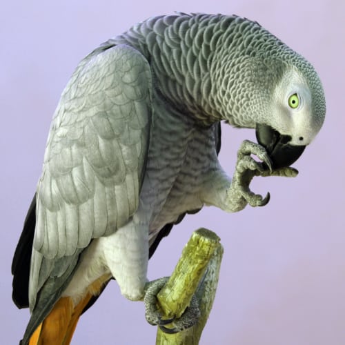 african grey parrot perch