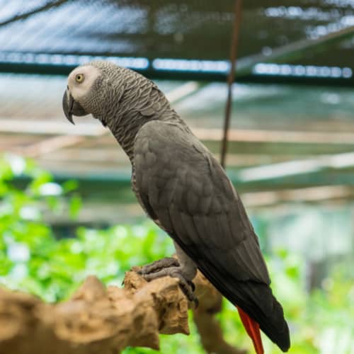 african grey perch