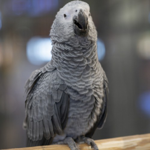 african grey vocal mimicry skills