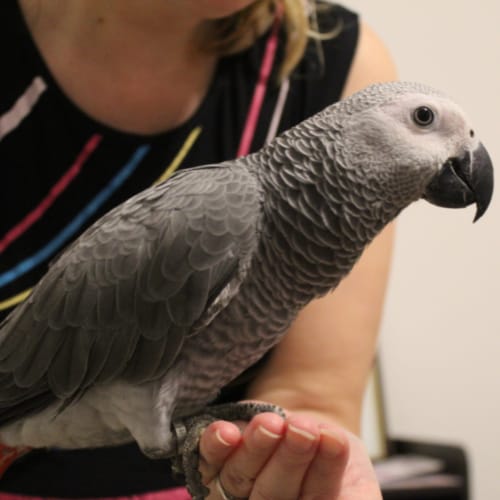 african grey and owner