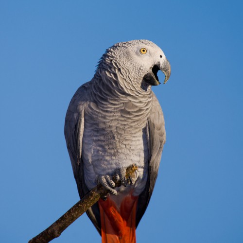 african grey linguistic abilities