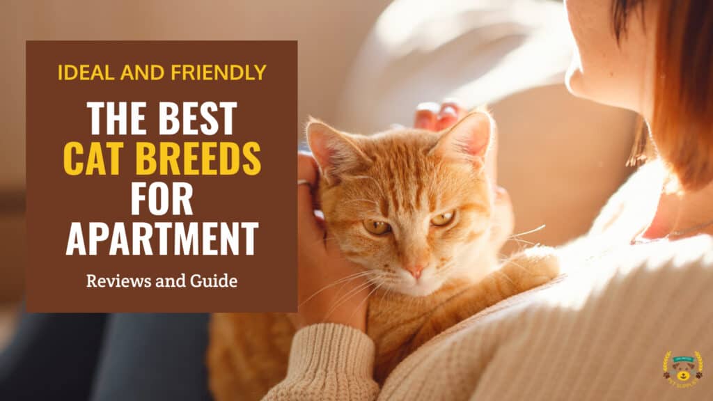 10 Best Cat Breeds for Apartment | Reviews & Guide