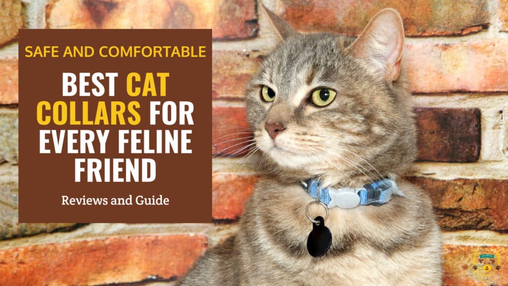The 11 Best Cat Collars - Reviews & Guide