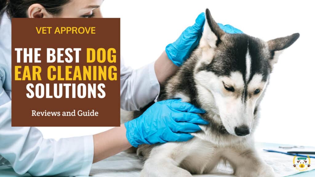 10 Best Dog Ear Cleaning Solutions | Reviews & Guide