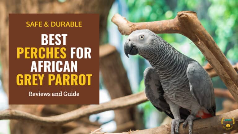 best perches for african grey parrot