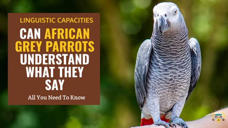 can african grey parrots understand what they say