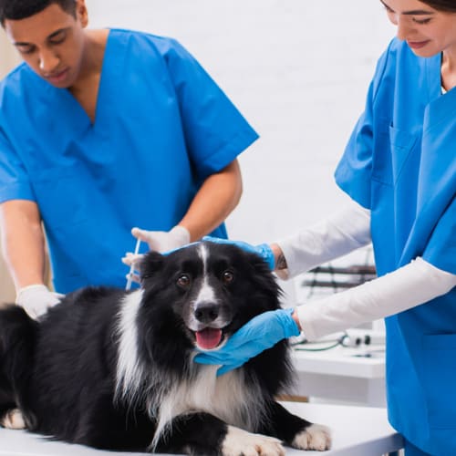 dog veterinary diagnosis
