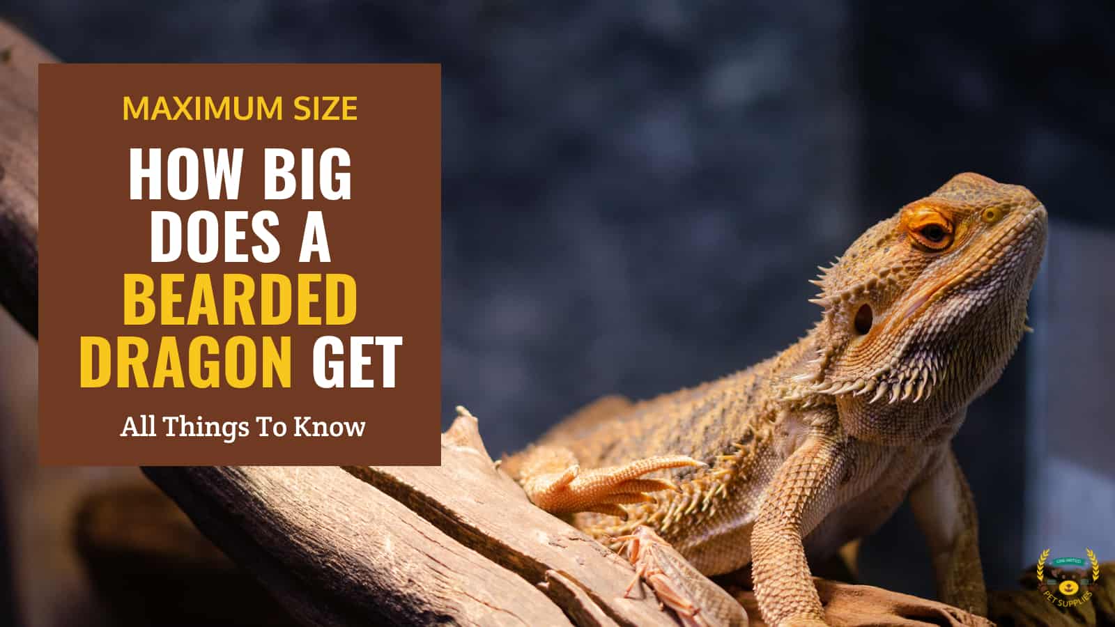 How Big Does a Bearded Dragon Get? Size Guide