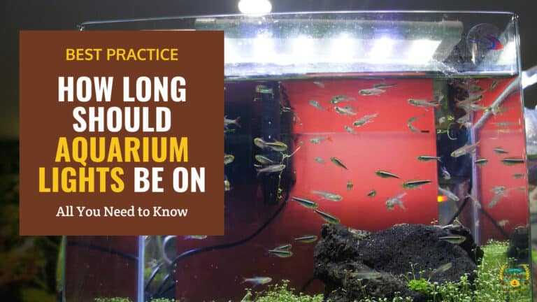 how long should aquarium lights be on