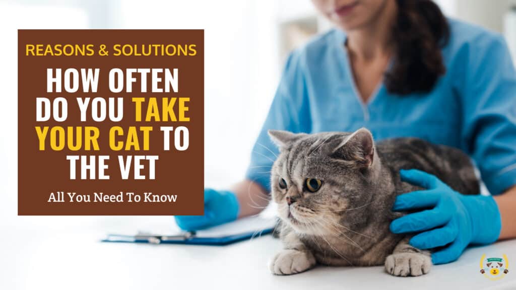 How Often Do You Take Your Cat to The Vet?