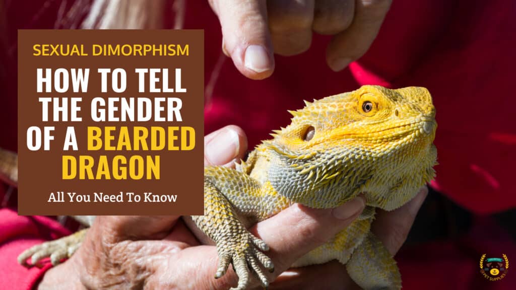 How to Tell the Gender of A Bearded Dragon?