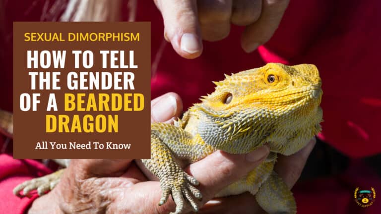 how to tell the gender of a bearded dragon